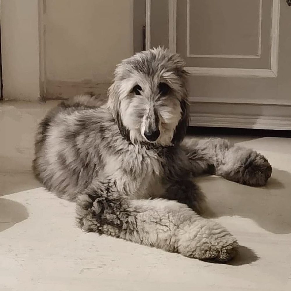 Dihno, Afghan Hound puppy
