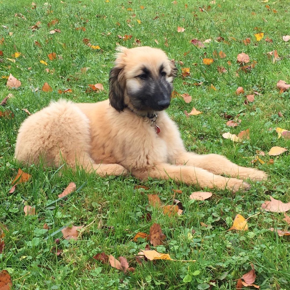 Lesley, Afghan Hound puppy