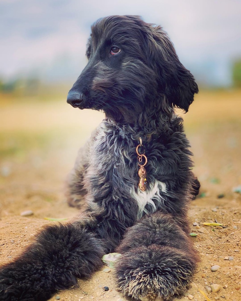 Luke, Afghan Hound puppy