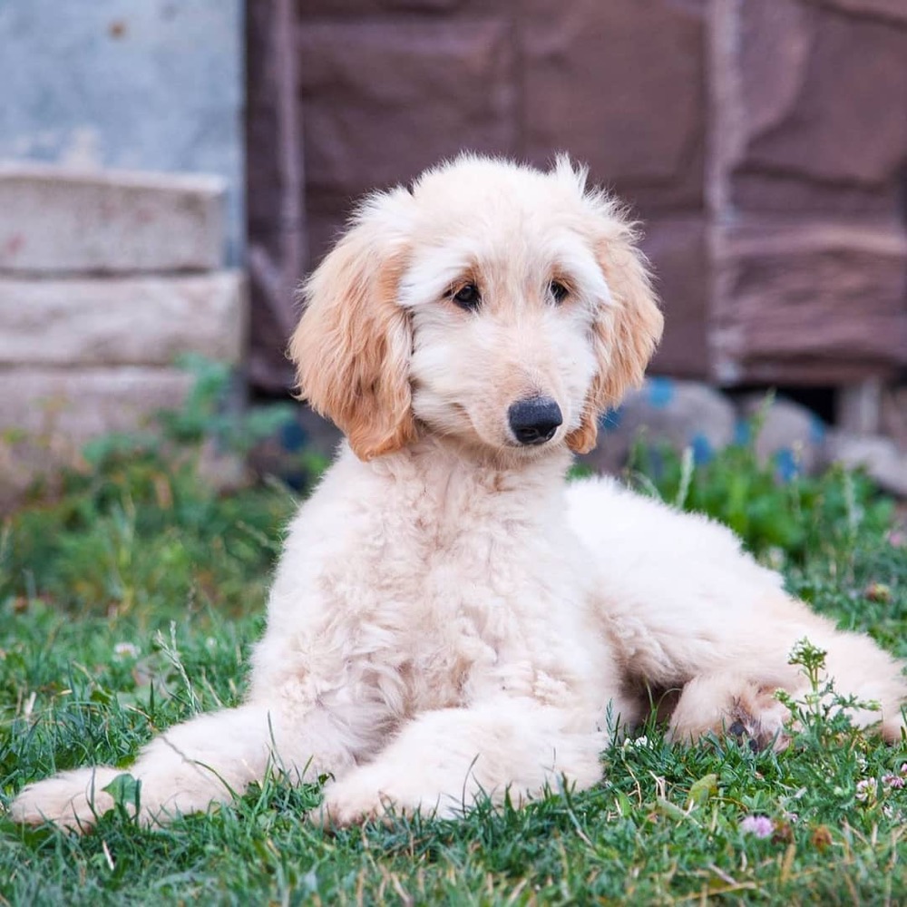 Luther, Afghan Hound puppy