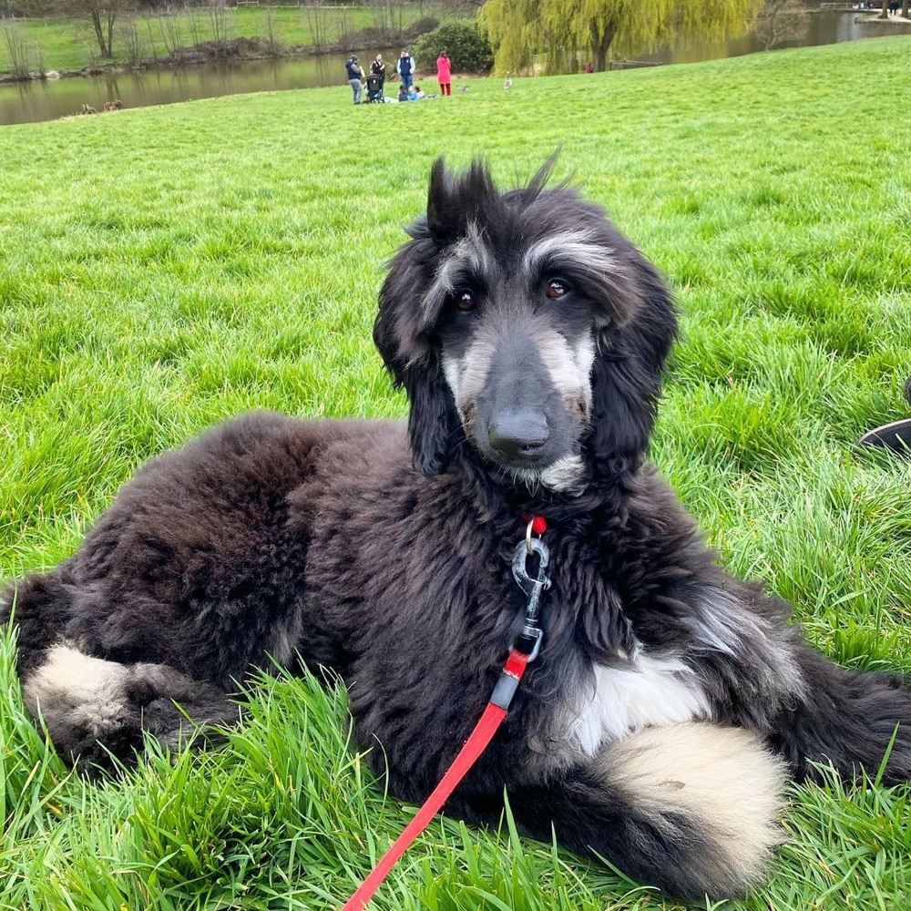 Maddie, Afghan Hound puppy