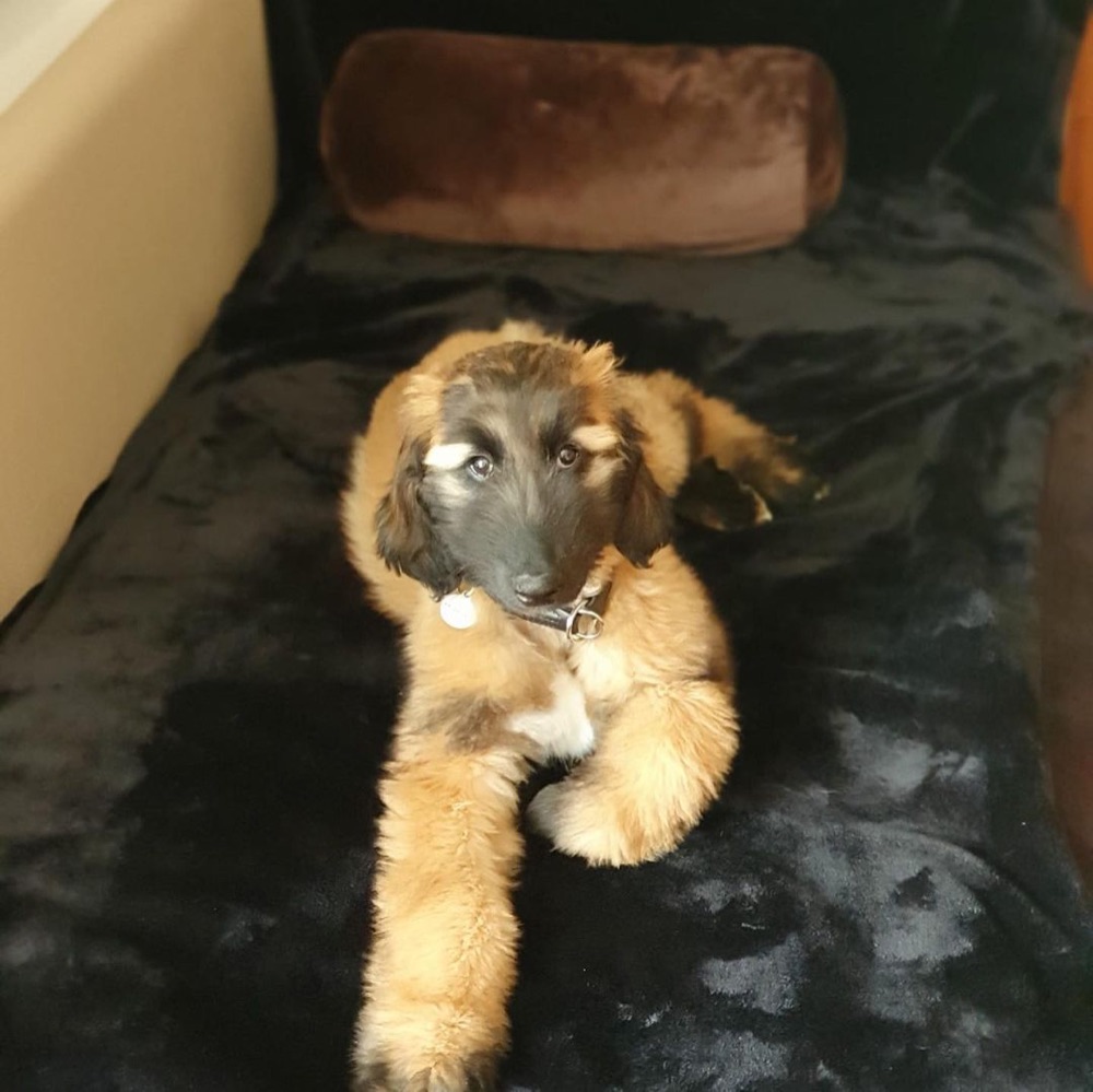 Afghan Hound puppy