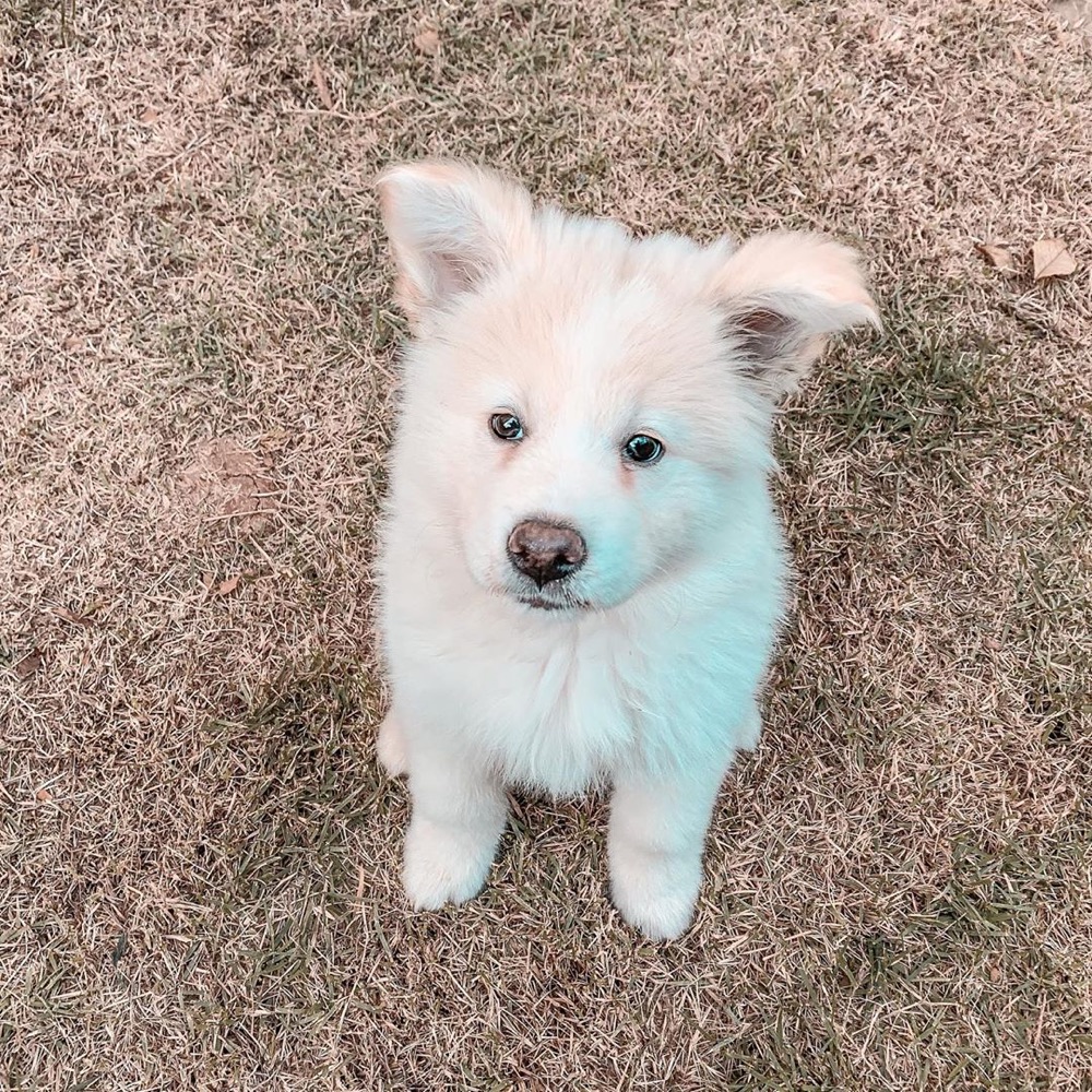 Ada, Akita puppy