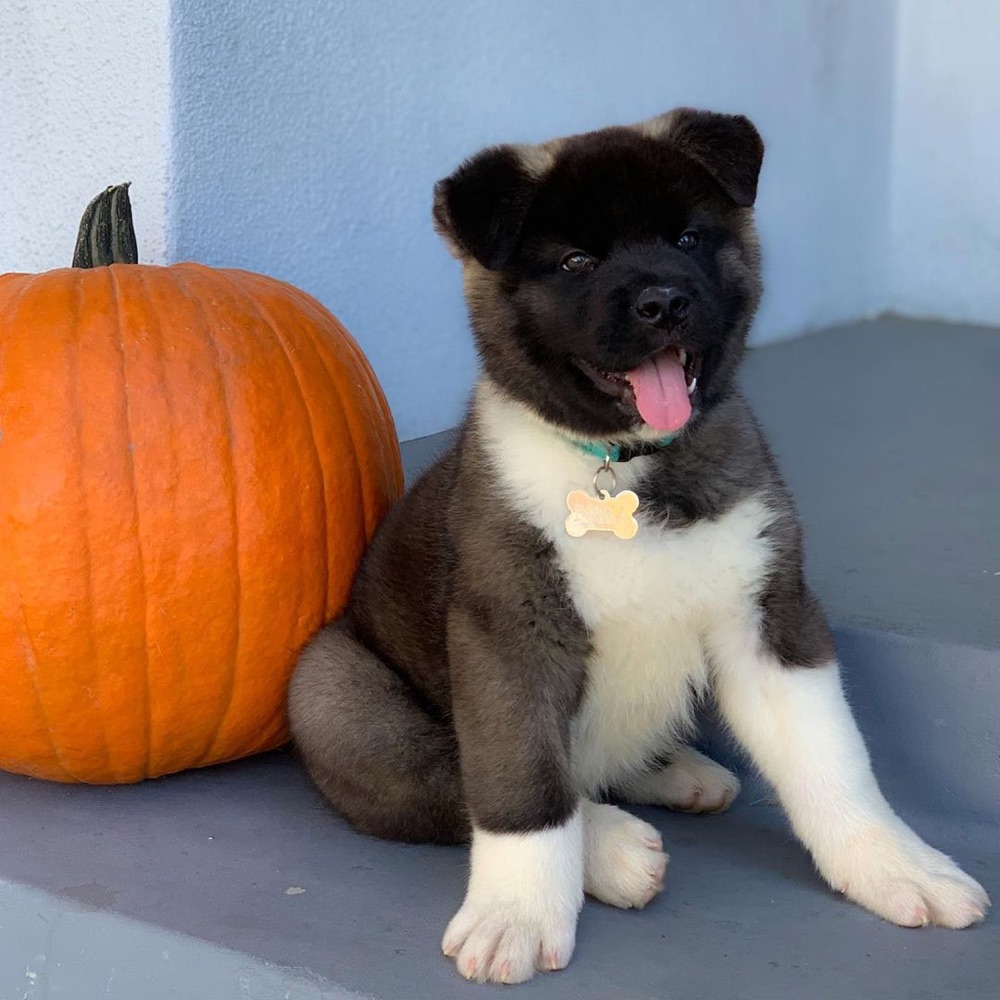 Akita puppy