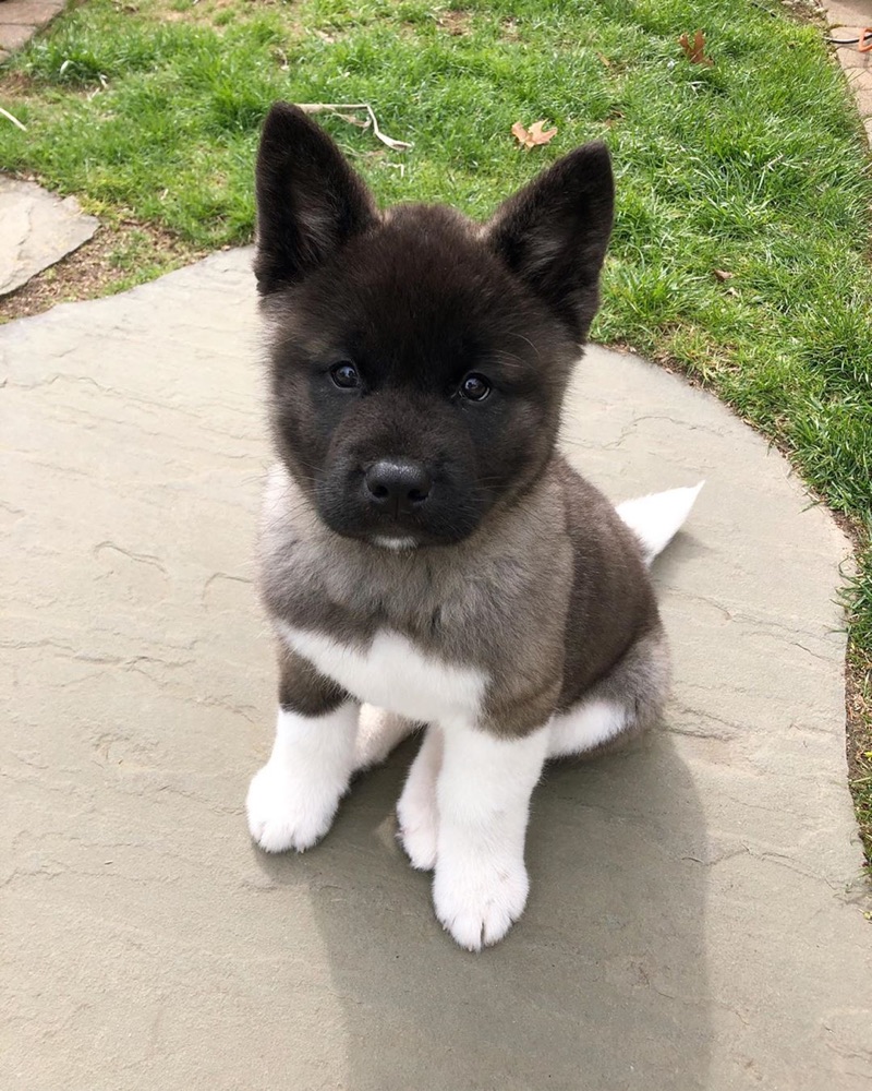 Brodie, Akita puppy