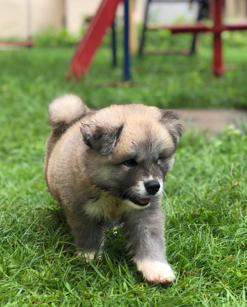 Brook, Akita puppy