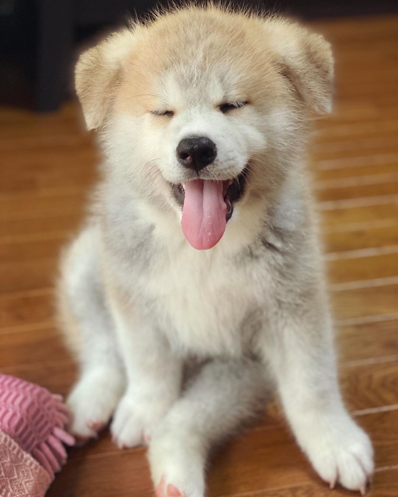 Max, Akita puppy