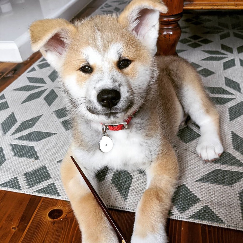 Mike, Akita puppy