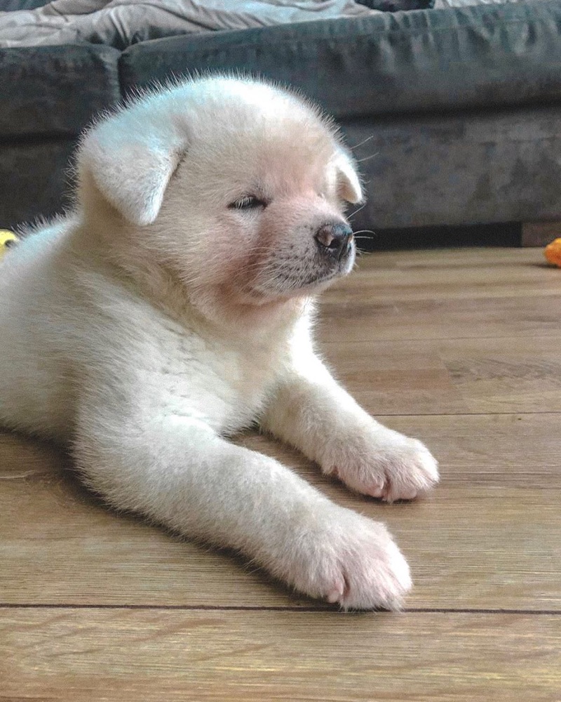 Sisi, Akita puppy