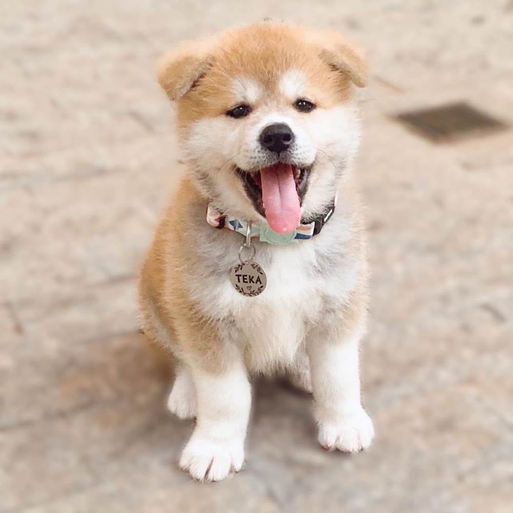 Teka, Akita puppy