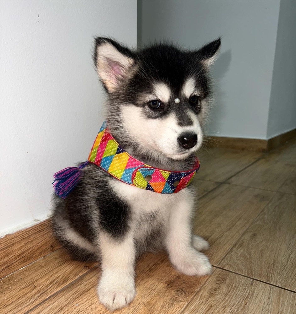 Arya, Alaskan Malamute puppy