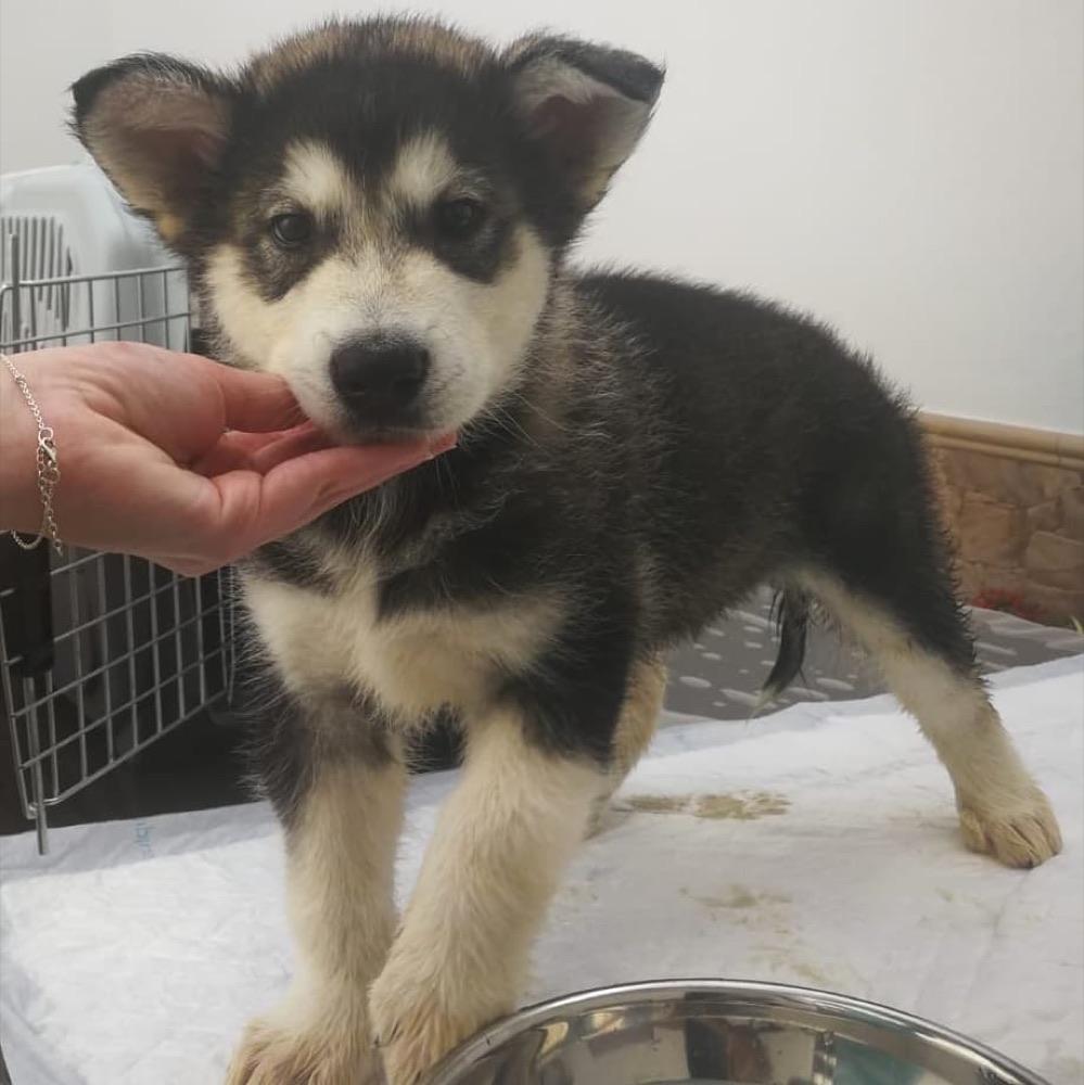 Yeico, Alaskan Malamute puppy
