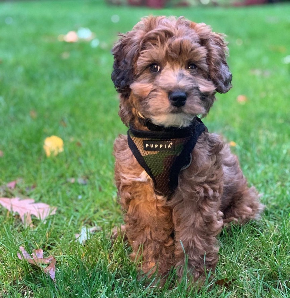 Archie, Aussiedoodle puppy