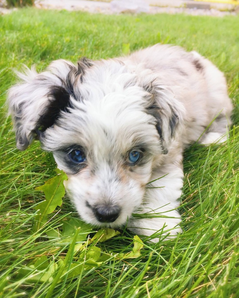 Aussiedoodle puppy
