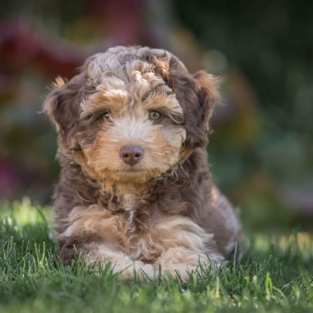 Cambria, Aussiedoodle puppy