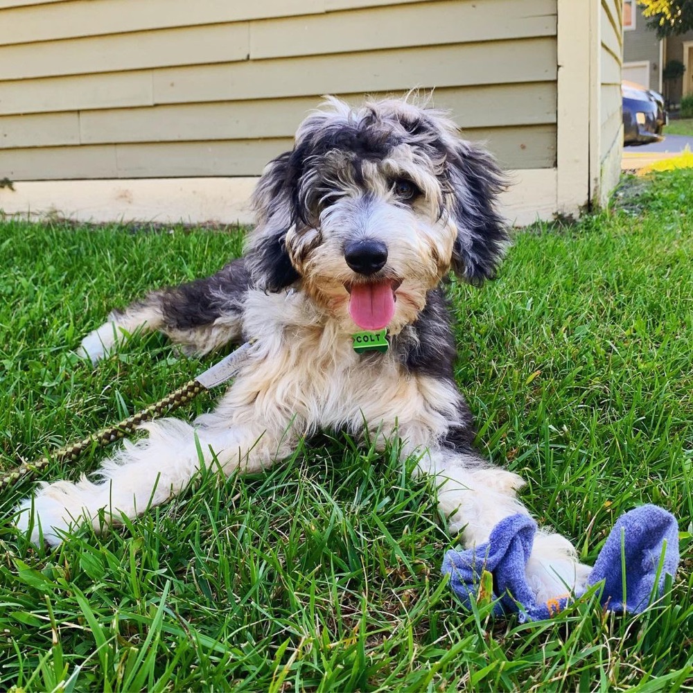Colt, Aussiedoodle puppy