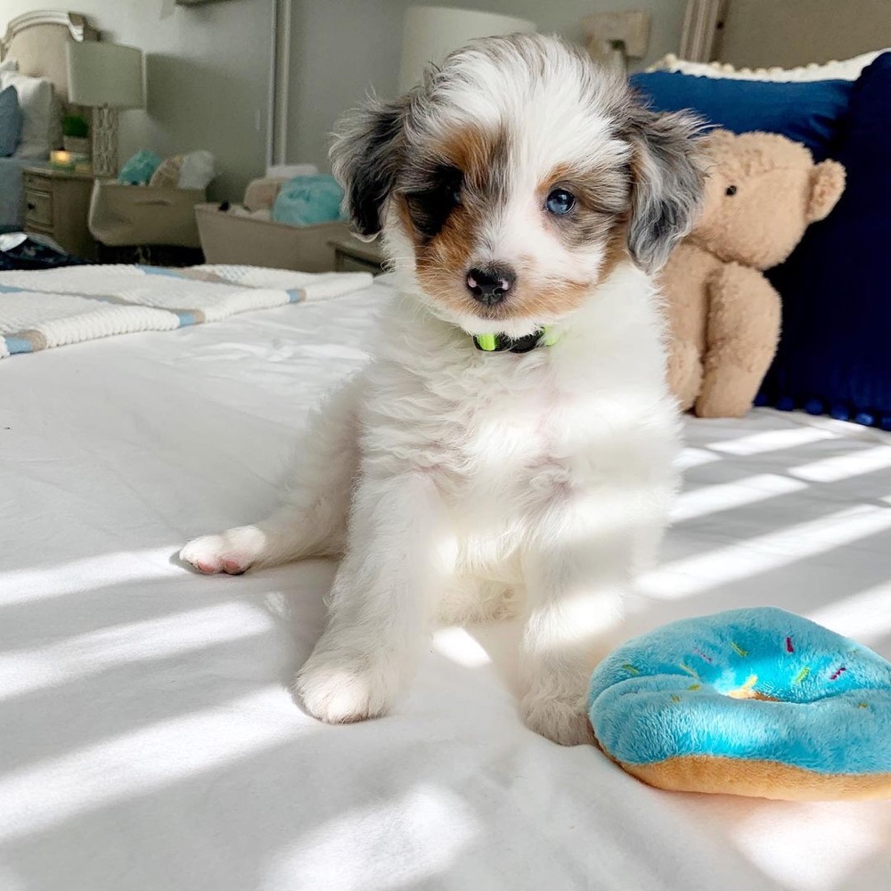 Gilbert, Aussiedoodle puppy