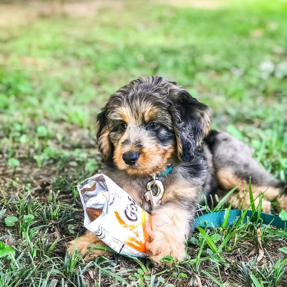 Oux, Aussiedoodle puppy
