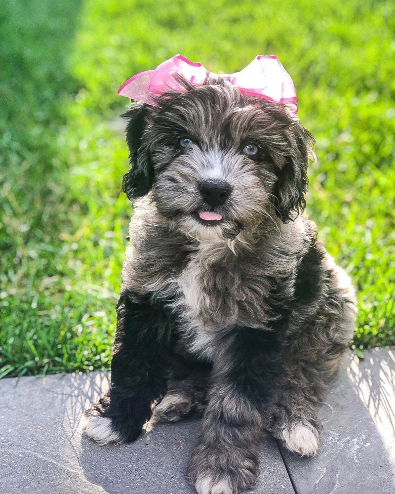 Princess, Aussiedoodle puppy
