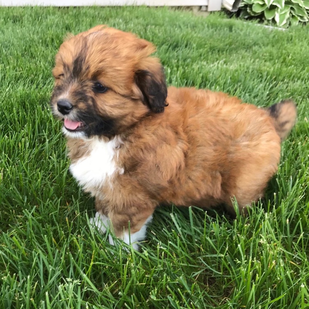 Stevi, Aussiedoodle puppy