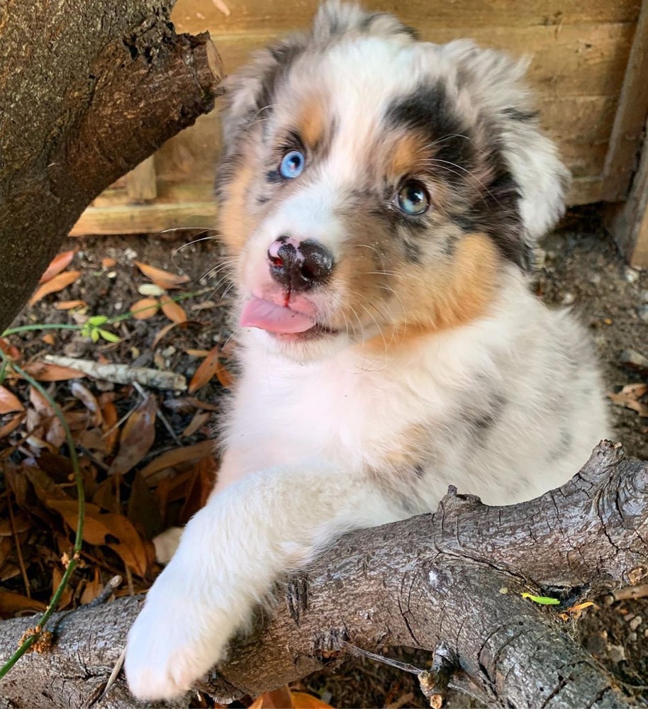 Baker, Australian Shepherd puppy
