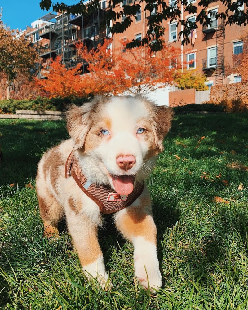 Bella, Australian Shepherd puppy