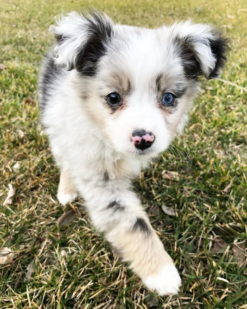 Australian Shepherd puppy
