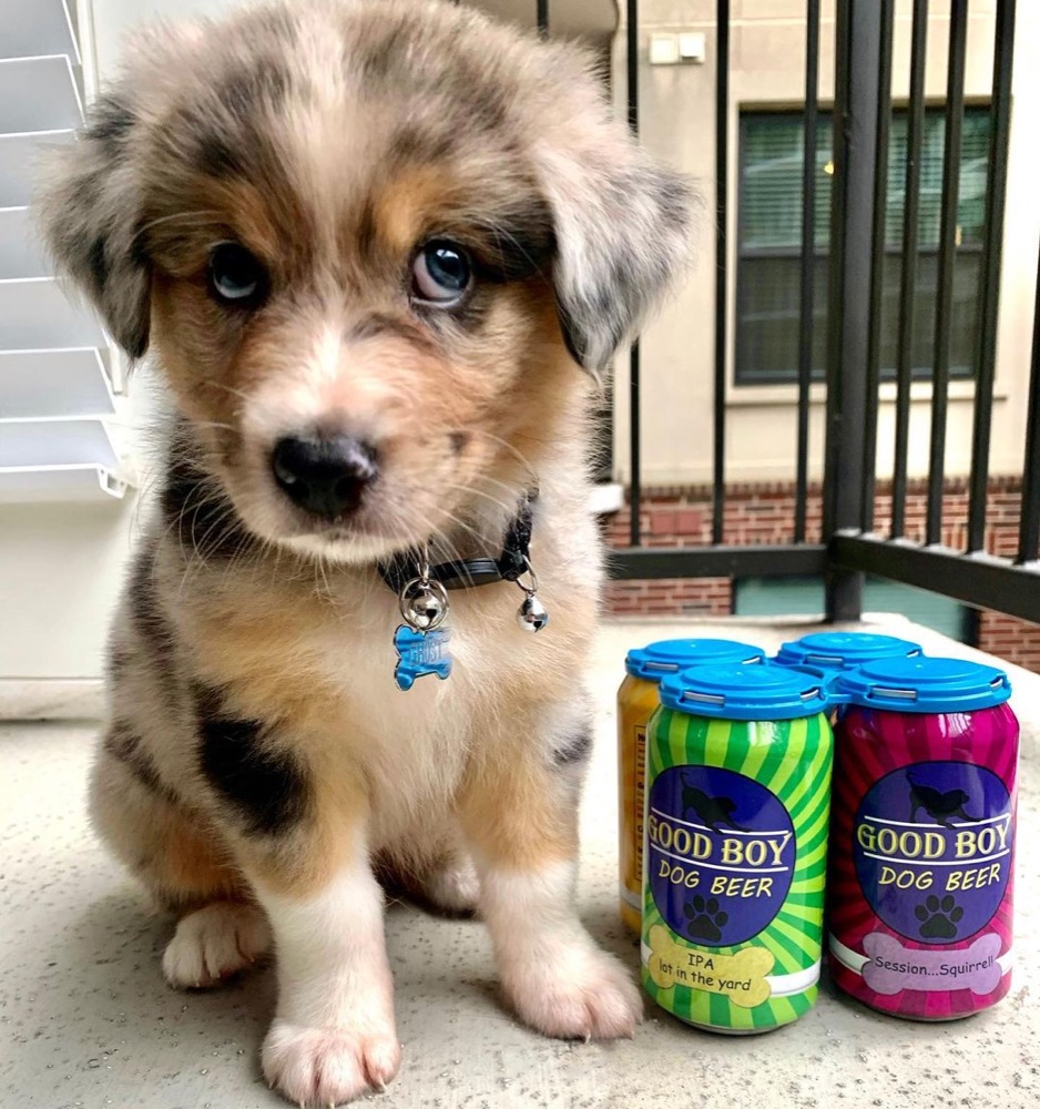 Ghost, Australian Shepherd puppy