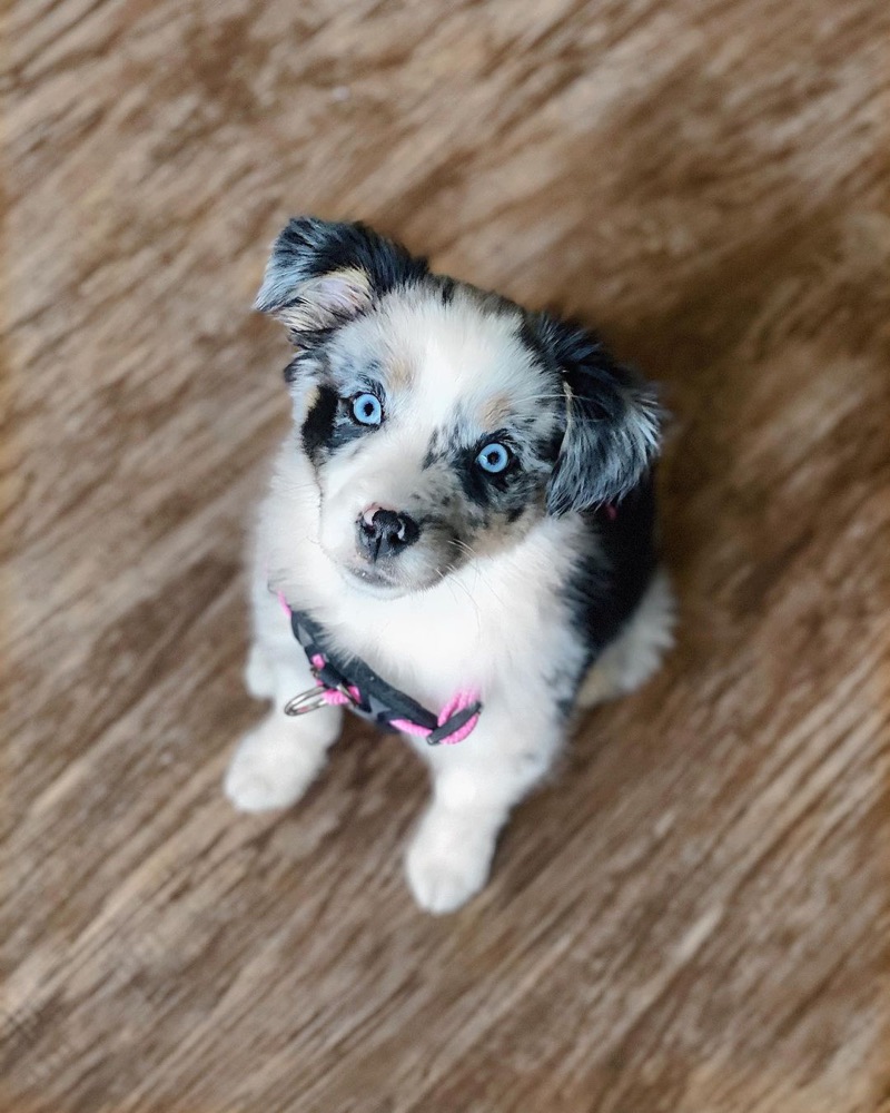 Mira, Australian Shepherd puppy