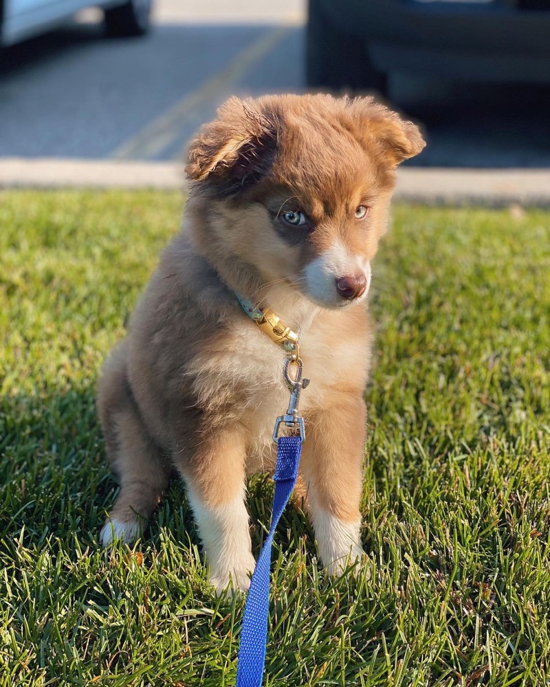 Nova, Australian Shepherd puppy