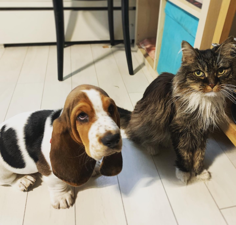 Basset Hound puppy