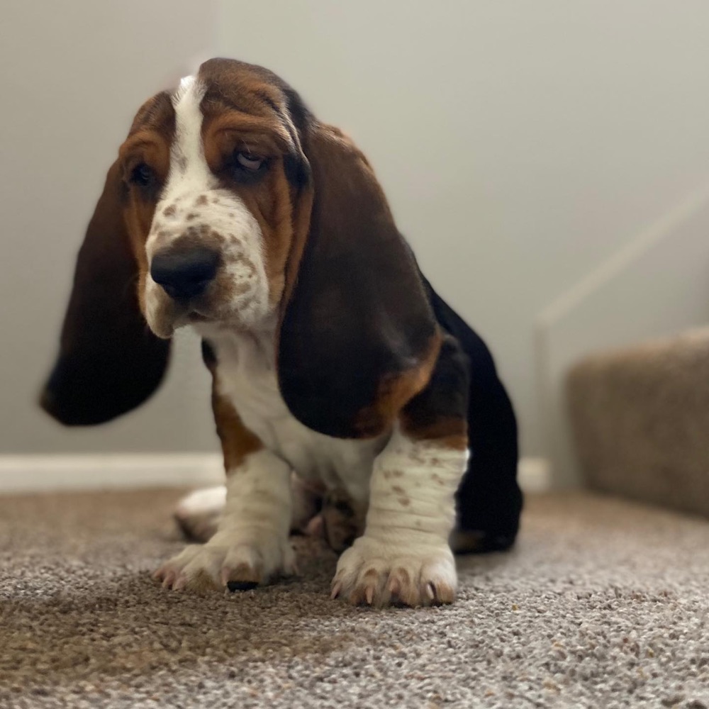 Boris, Basset Hound puppy