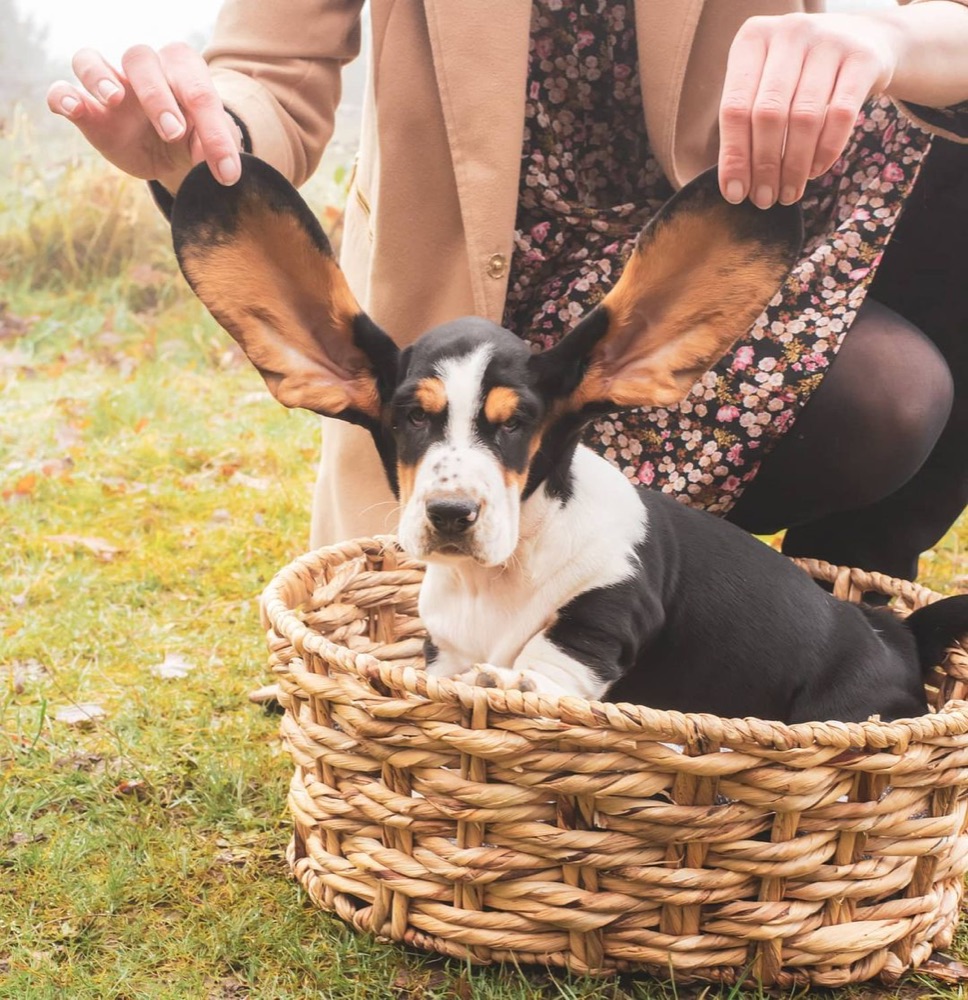Derek, Basset Hound puppy