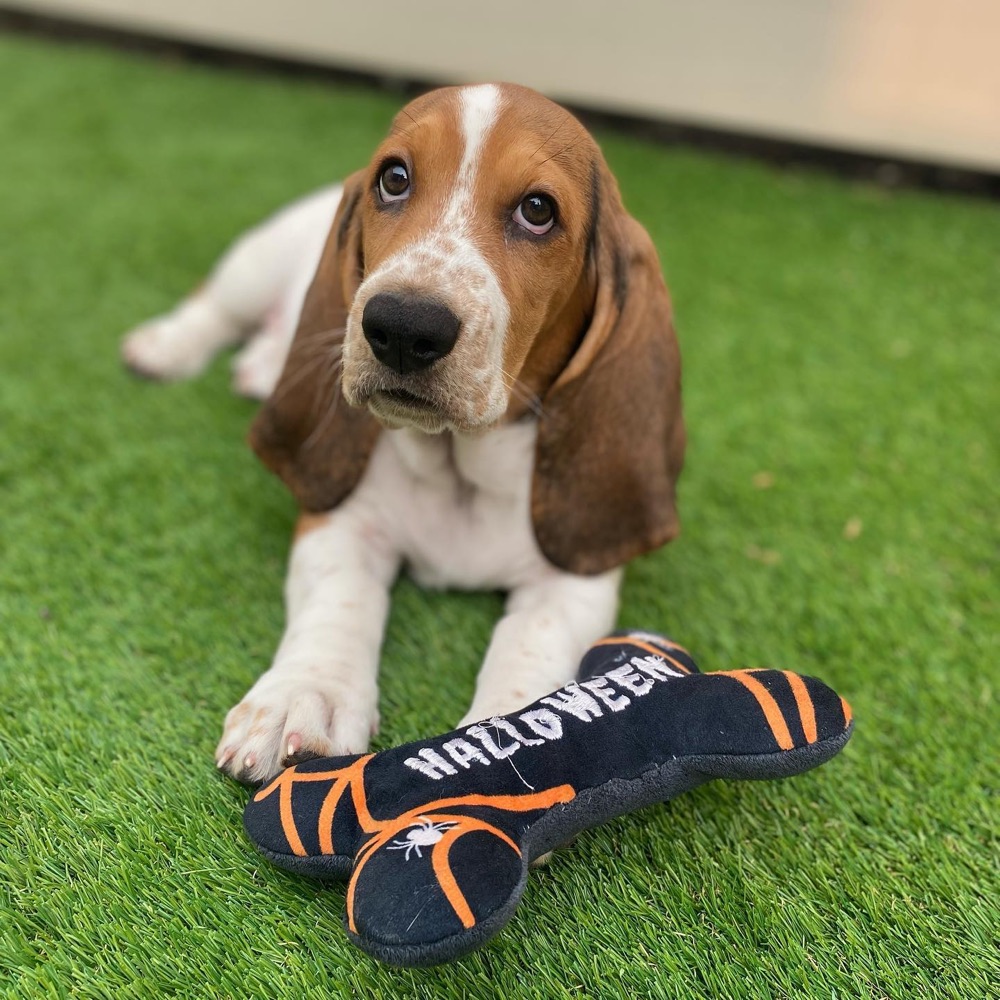 Nancy, Basset Hound puppy
