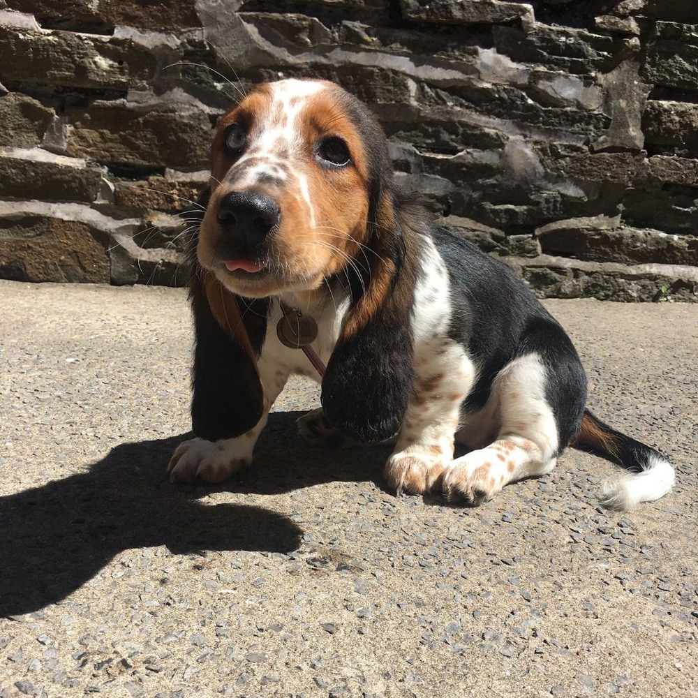 Sisi, Basset Hound puppy