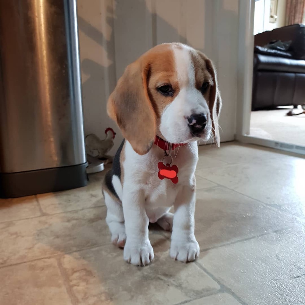 Angie, Beagle puppy