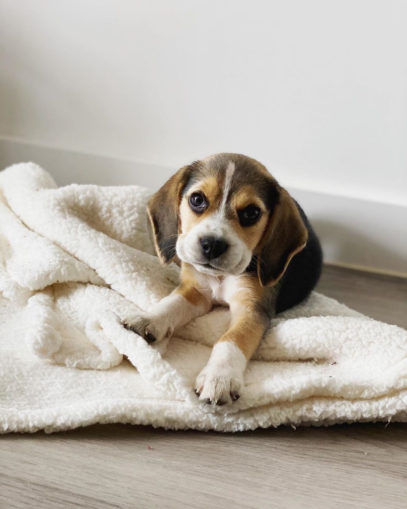 Beagle puppy