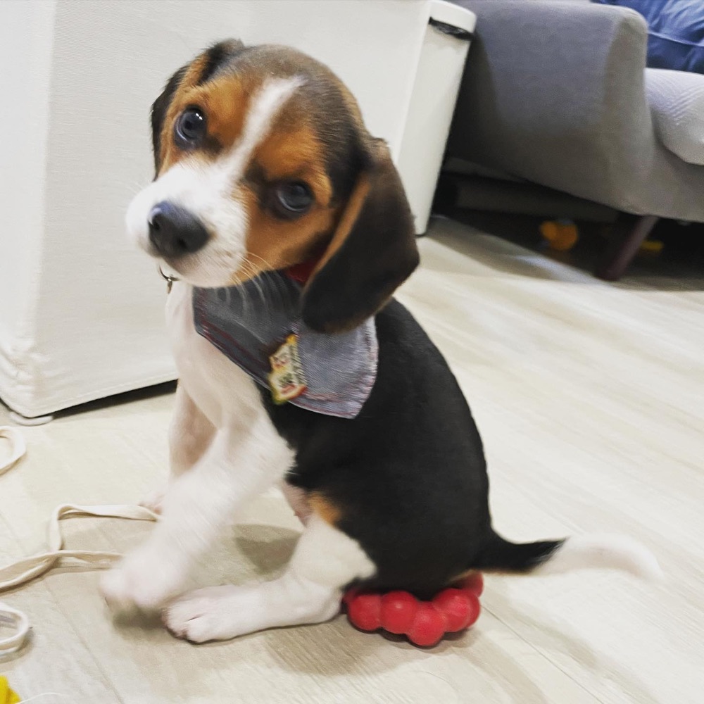 Bear, Beagle puppy