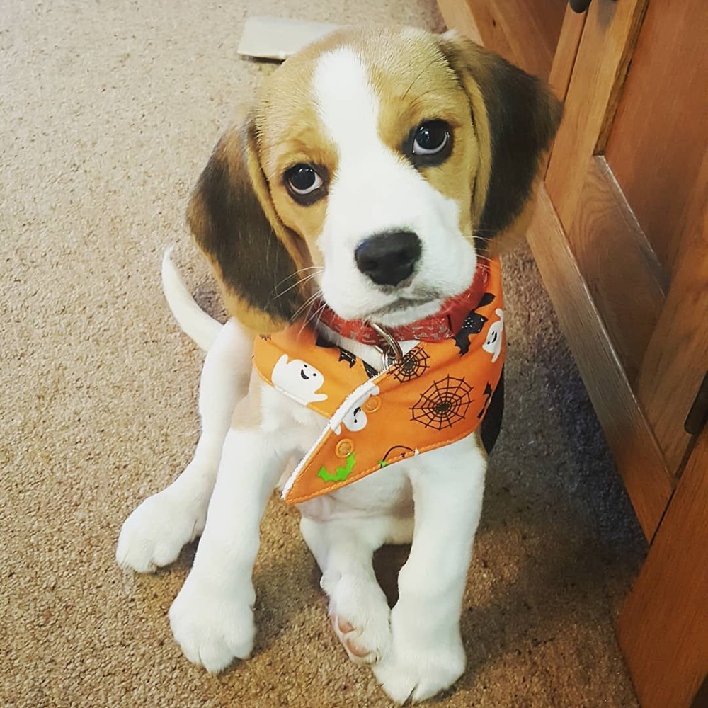 Gibson, Beagle puppy