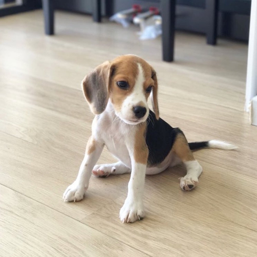 Millie, Beagle puppy