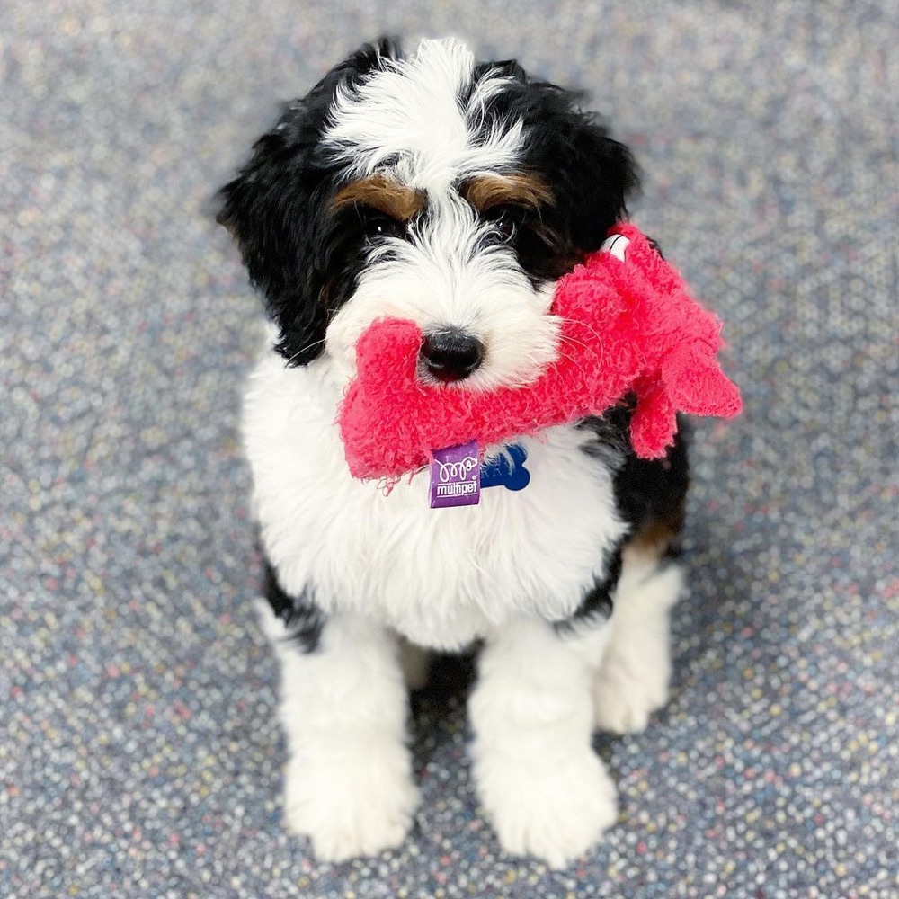 Bernedoodle puppy