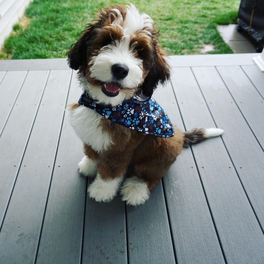 Gretta, Bernedoodle puppy