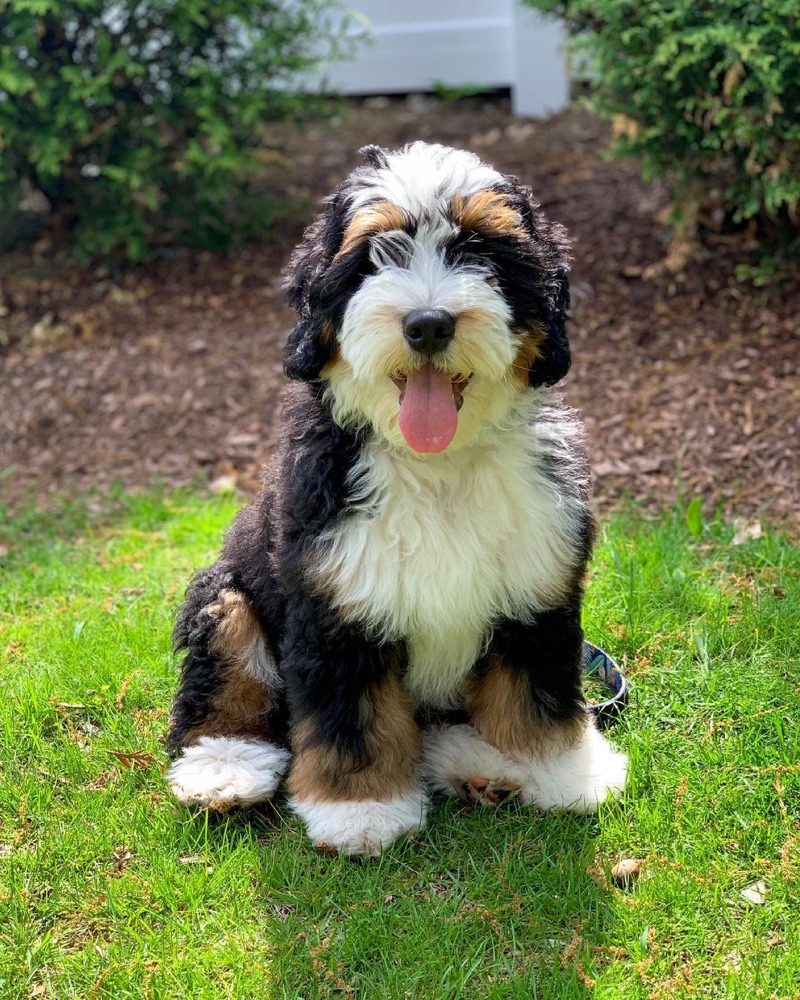 Maple, Bernedoodle puppy