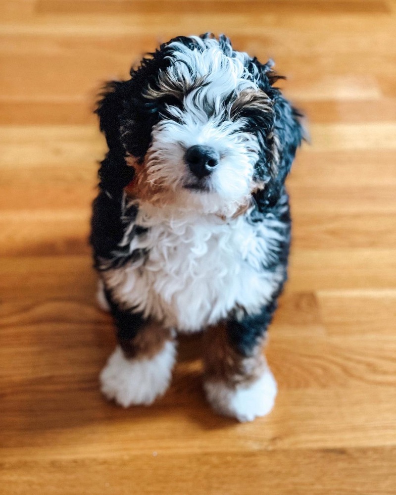 Skipp, Bernedoodle puppy