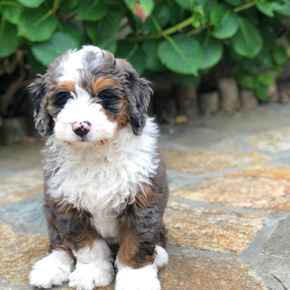 Tasha, Bernedoodle puppy