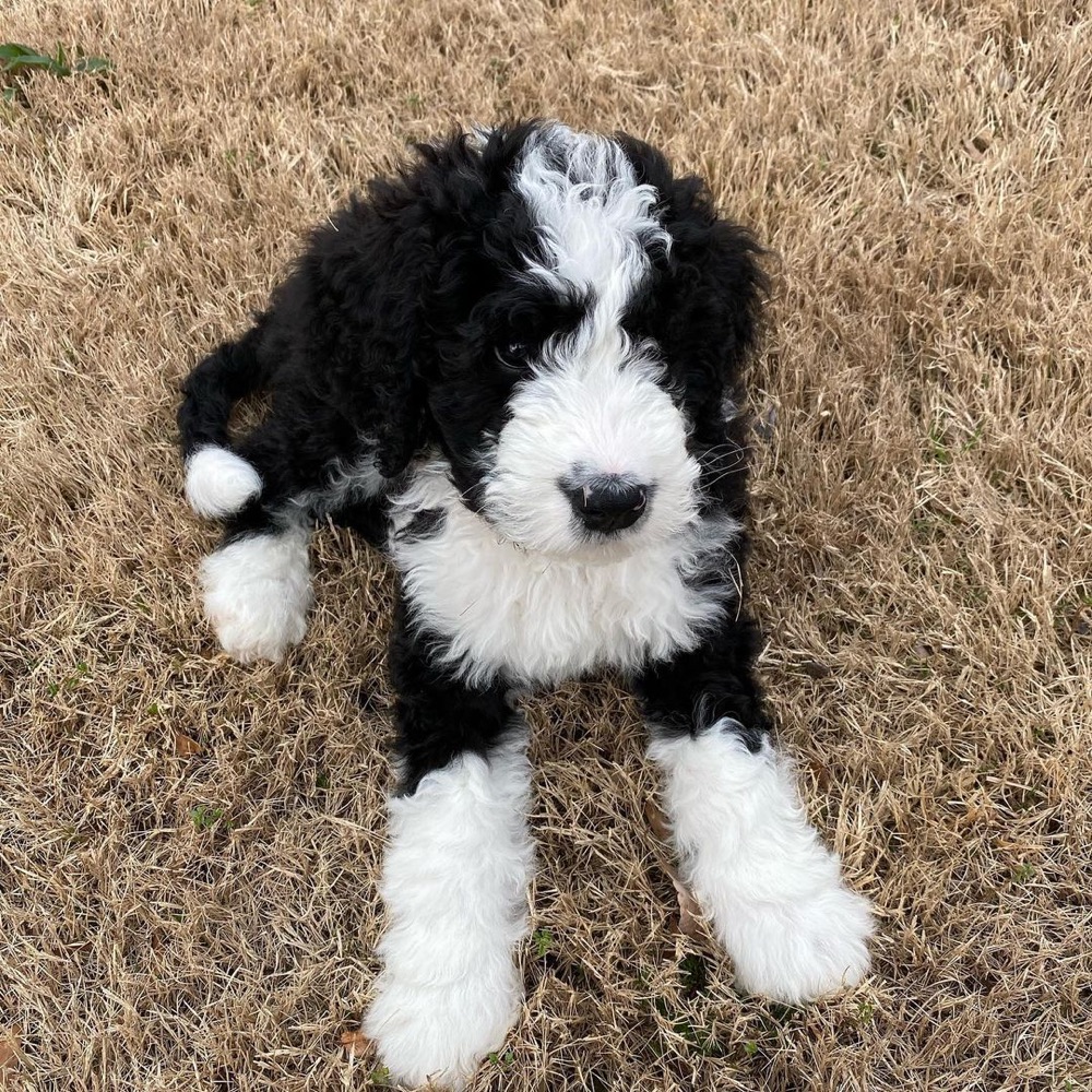 Trent, Bernedoodle puppy