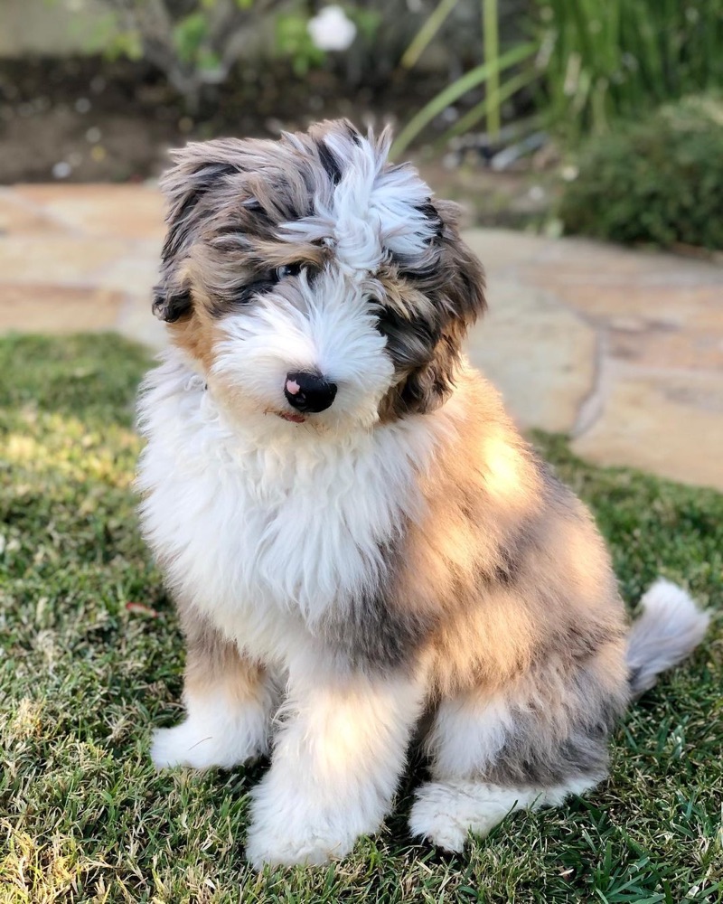 Willa, Bernedoodle puppy