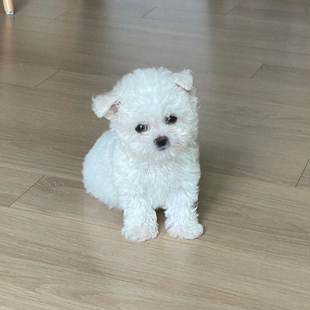 Hill, Bichon Frise puppy