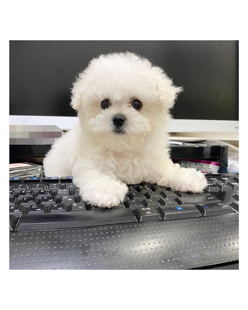 Bichon Frise puppy