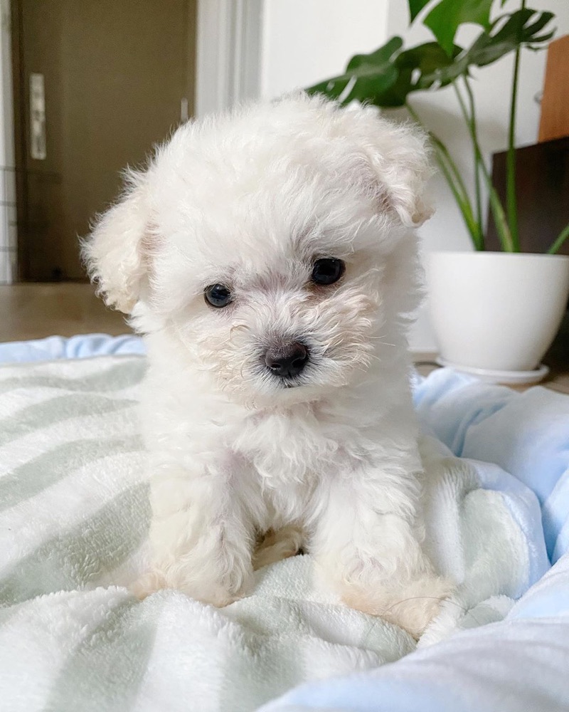 Lovy, Bichon Frise puppy